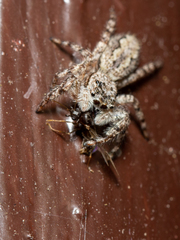Platycryptus undatus