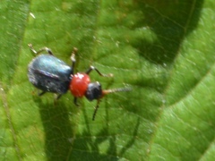 Collops tricolor