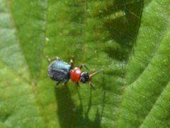 Collops tricolor