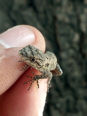 Sceloporus grammicus