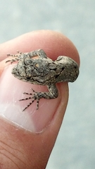 Sceloporus grammicus