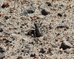 Cicindela limbalis
