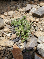 Draba densifolia