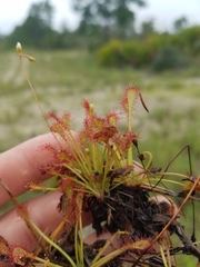 Drosera intermedia