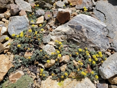 Eriogonum rosense