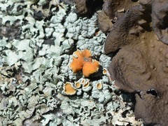 Rhizoplaca subdiscrepans