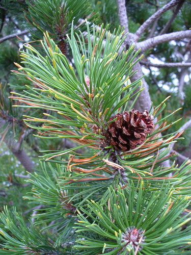 Virginia pine