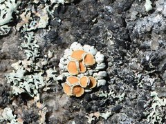 Rhizoplaca subdiscrepans