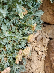 Podistera nevadensis