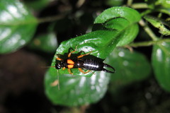 Carcinophora americana