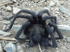 Aphonopelma steindachneri