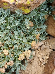 Podistera nevadensis