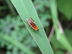 Pseudomops guerinianus