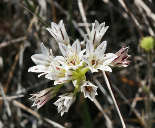 Allium lacunosum var. lacunosum