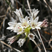 Allium lacunosum lacunosum - Photo (c) Philip Bouchard, algunos derechos reservados (CC BY-NC-ND)