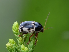 Cryptocephalus mutabilis