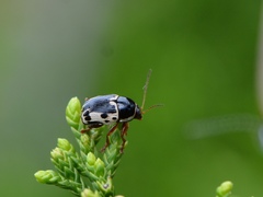 Cryptocephalus mutabilis