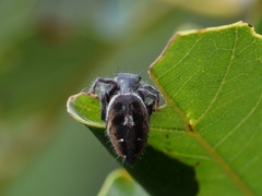 Phidippus insignarius