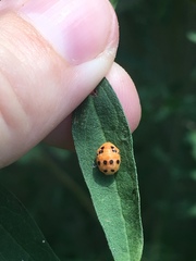 Coccinellidae