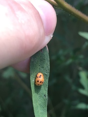 Coccinellidae