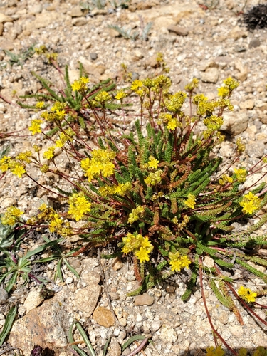 Ivesia lycopodioides var. lycopodioides