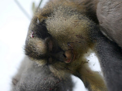 Cercopithecus pogonias