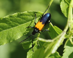 Desmocerus palliatus