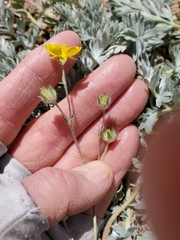 Potentilla breweri