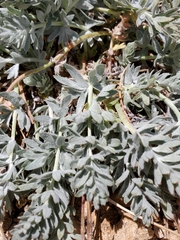 Potentilla breweri