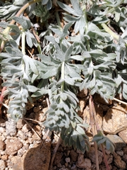 Potentilla breweri