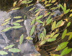 Potamogeton epihydrus