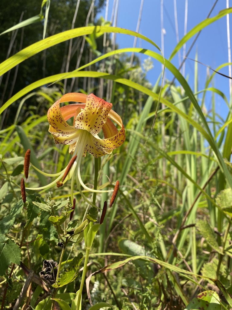 Carolina Lilies-Sprigs -Coral main image 0