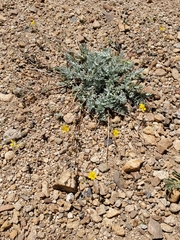 Potentilla breweri