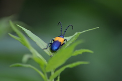 Desmocerus palliatus