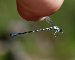 Coenagrion interrogatum