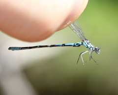 Coenagrion interrogatum