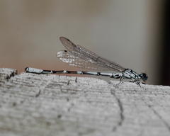 Coenagrion interrogatum