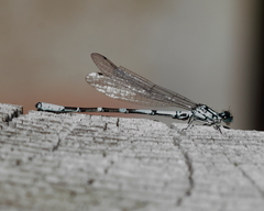 Coenagrion interrogatum