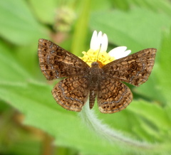 Calephelis aymaran