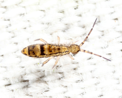 Orchesella celsa