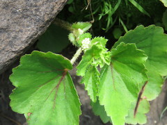 Begonia bulbillifera