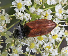 Anostirus boeberi