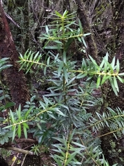 Podocarpus nubigenus