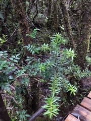 Podocarpus nubigenus