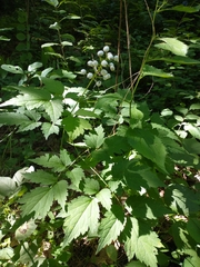 Actaea × ludovicii