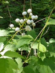 Actaea × ludovicii