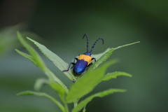 Desmocerus palliatus