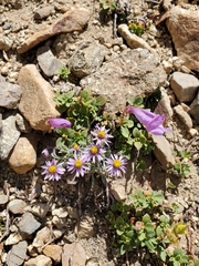 Penstemon davidsonii davidsonii