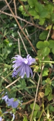 Cichorium intybus