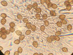 Cortinarius acystidiosus